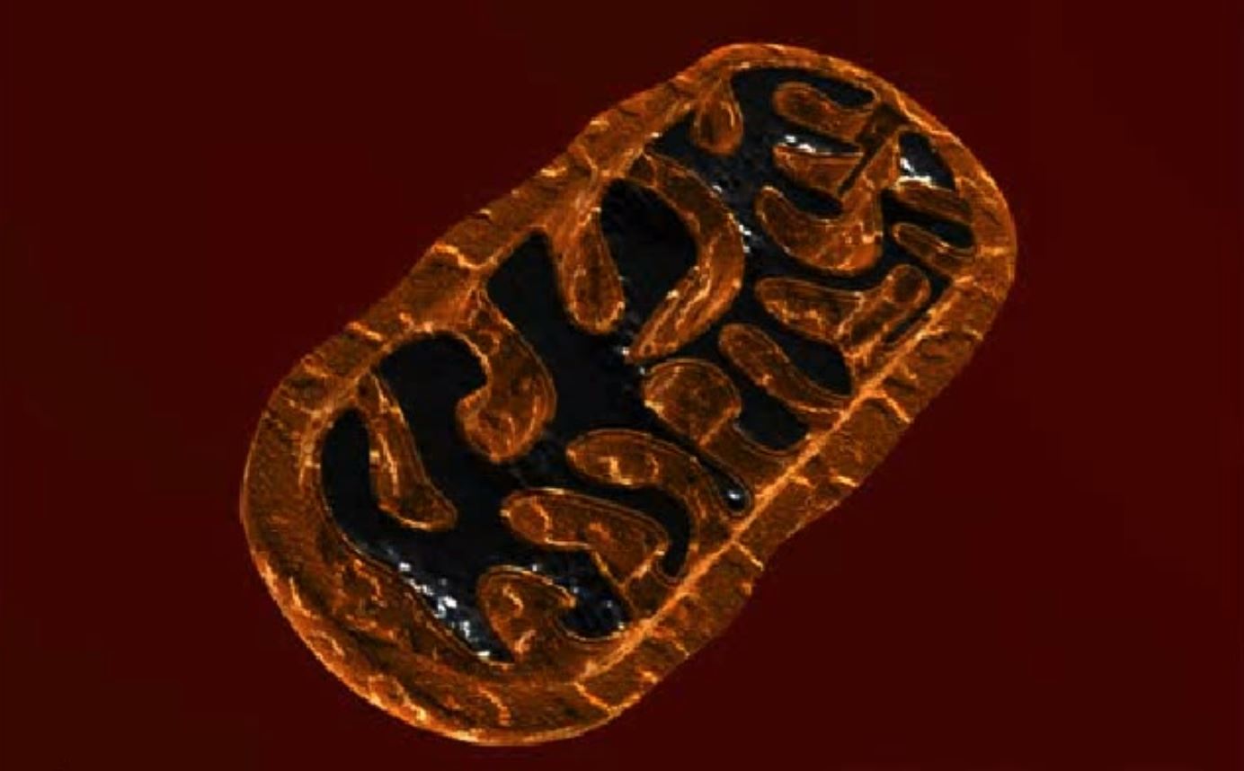Μιτοχόνδρια: Οι κυτταρικές «μπαταρίες» μας μπορούν να πάθουν «διαρροή» και να οδηγήσουν σε νόσους