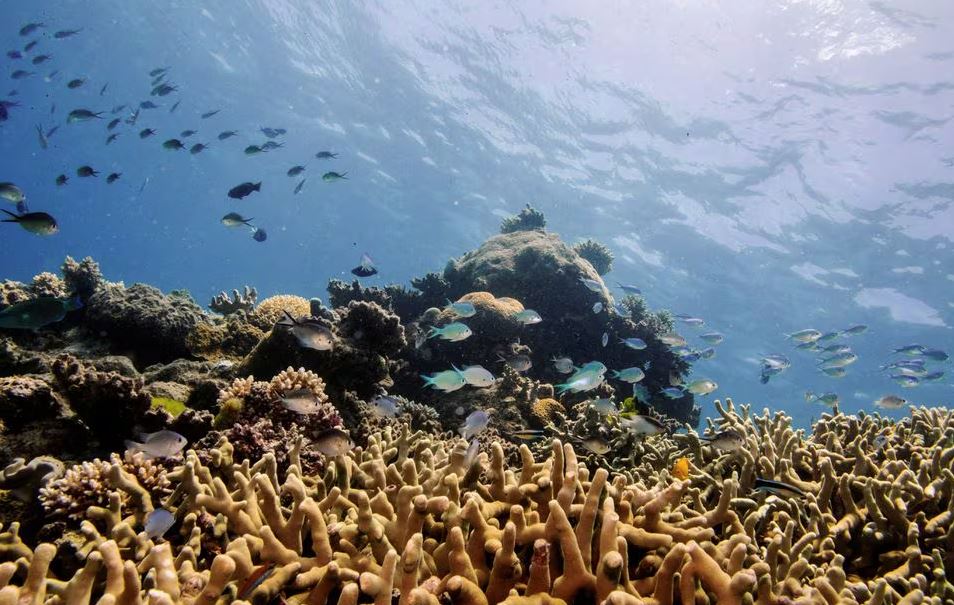 Μεγάλο Κοραλλιογενές Φράγμα: Κίνδυνος απονέκρωσης λόγω ζέστης για το ζωντανό φυσικό μνημείο