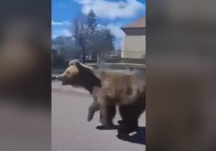 Σλοβακία: Τρόμος από δύο επιθέσεις αρκούδας με΄σα στην πόλη (βίντεο)