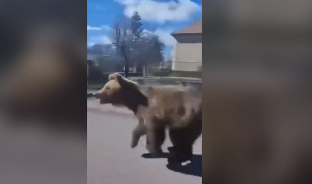 Σλοβακία: Τρόμος από δύο επιθέσεις αρκούδας με΄σα στην πόλη (βίντεο)