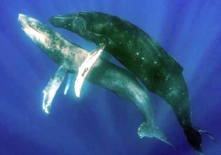 Γκέι, λεσβίες και διεμφυλικές φάλαινες – Τι έχουν να μας διδάξουν οι queer θάλασσες