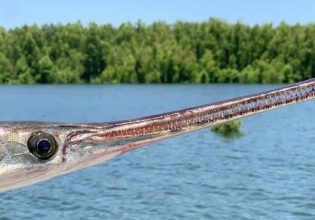 Κροκοδειλόψαρα: Η εξέλιξη μοιάζει να σταμάτησε για αυτά τα ζωντανά απολιθώματα