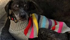 Ουαλία: Βρέθηκε νεκρή μετά από μέρες – Δίπλα της ζωντανό το πιστό σκυλί της