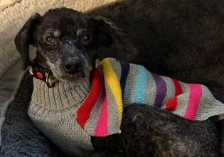 Ουαλία: Βρέθηκε νεκρή μετά από μέρες – Δίπλα της ζωντανό το πιστό σκυλί της