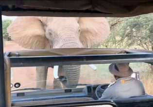 Ελέφαντας σήκωσε στον αέρα λεωφορείο με τουρίστες – Η στιγμή της επίθεσης