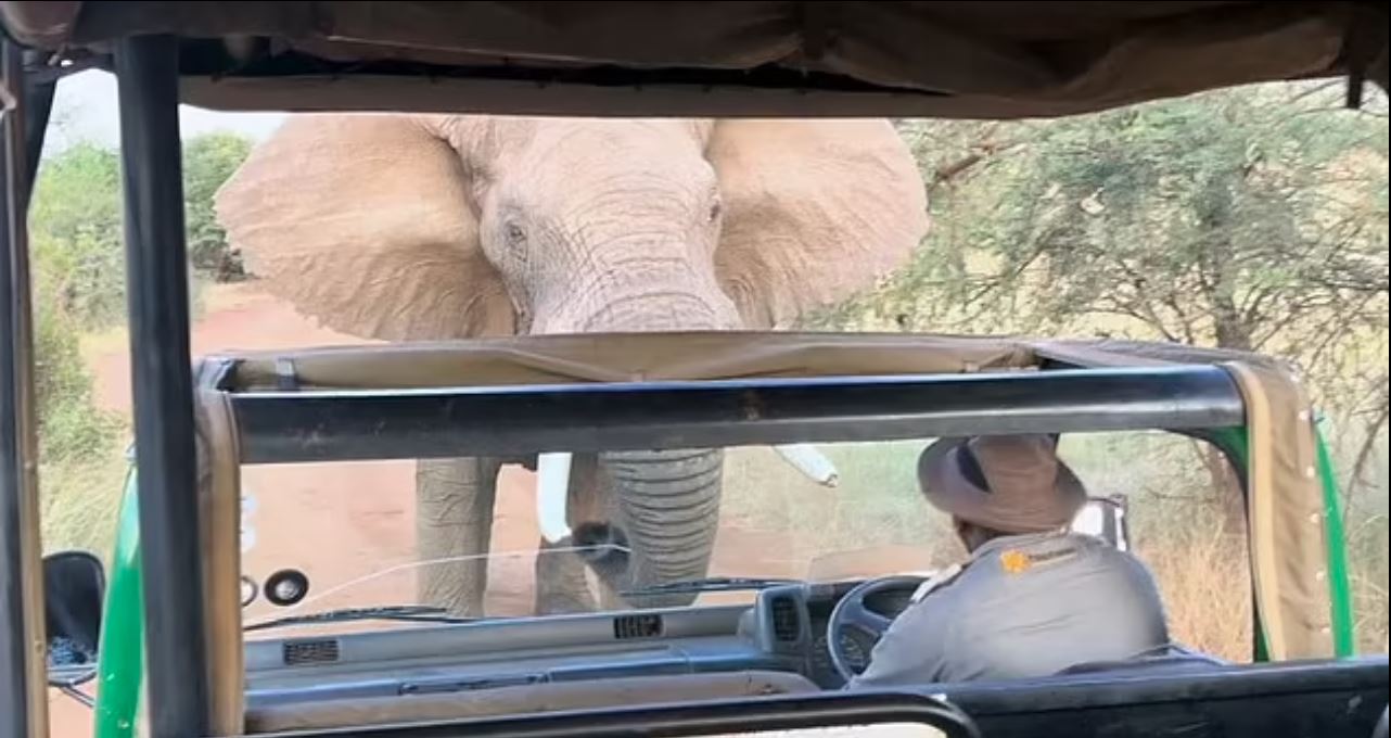 Ελέφαντας σήκωσε στον αέρα λεωφορείο με τουρίστες - Η στιγμή της επίθεσης