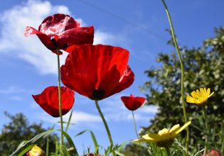 Εαρινή ισημερία 2024: Ξεκίνησε σήμερα η άνοιξη