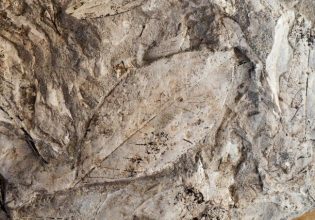 Προγραμματική συμφωνία μεταξύ του Δήμου Δυτικής Λέσβου και του Μουσείου Φυσικής Ιστορίας