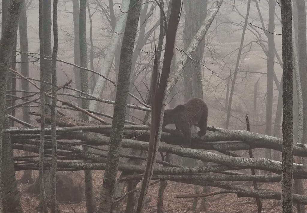 Οι αρκούδες ξύπνησαν και άρχισαν τις βόλτες στο Νυμφαίο