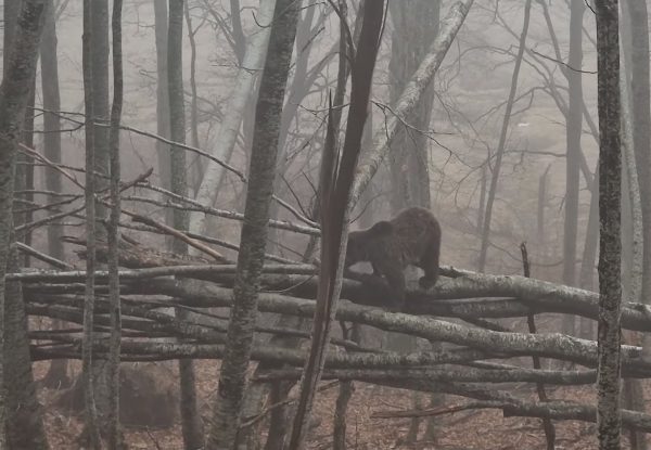 Οι αρκούδες ξύπνησαν και άρχισαν τις βόλτες στο Νυμφαίο