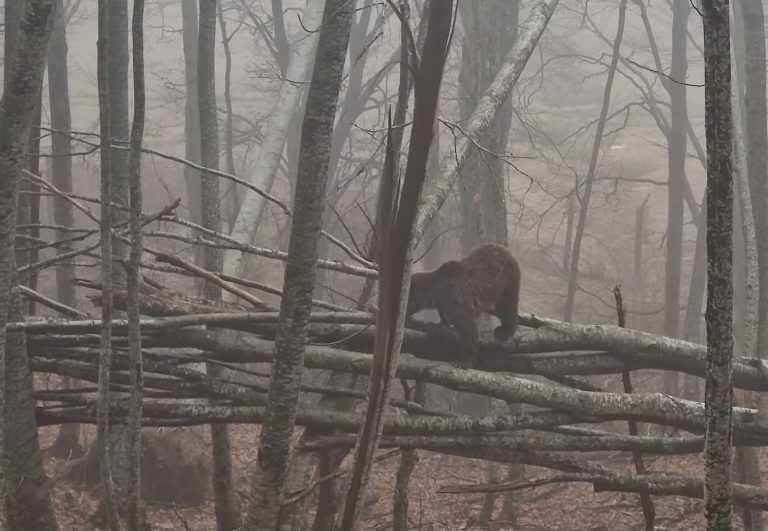 Οι αρκούδες ξύπνησαν και άρχισαν τις βόλτες στο Νυμφαίο