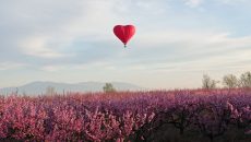 Βέροια: Αερόστατο-καρδιά «πετά» πάνω από τις ανθισμένες ροδακινιές με την ανατολή του ηλίου