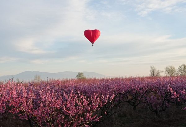 Βέροια: Αερόστατο-καρδιά «πετά» πάνω από τις ανθισμένες ροδακινιές με την ανατολή του ηλίου