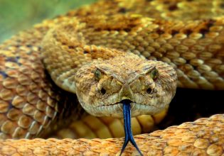 Αμαζόνιος: Σκότωσαν το μεγαλύτερο ανακόντα στον κόσμο