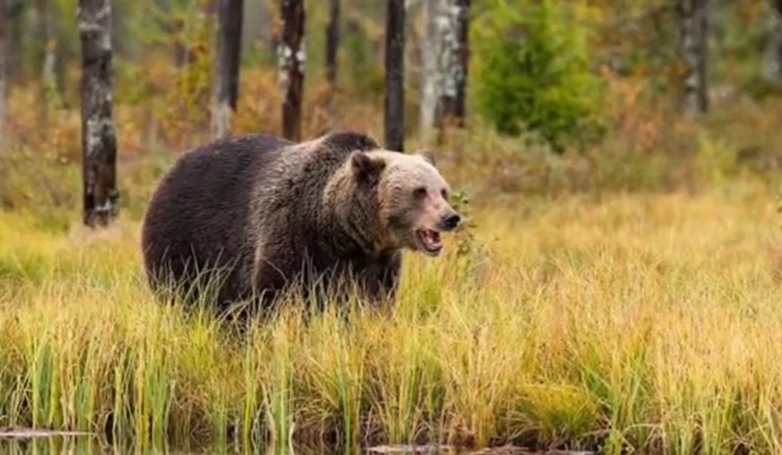 Σλοβακία: Γυναίκα βρέθηκε νεκρή μετά από καταδίωξη από αρκούδα