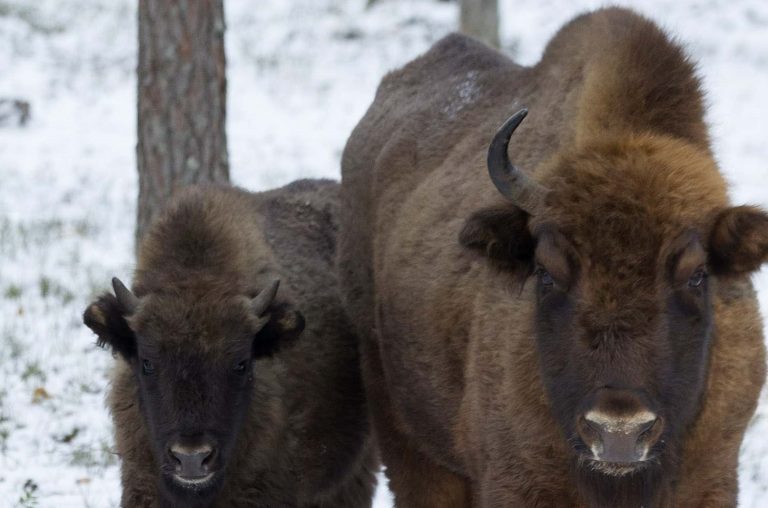 Που πήγαν τα άγρια ζώα όταν σταμάτησε η ανθρώπινη δραστηριότητα στην πανδημία