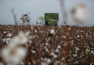 Climate Crisis Takes Toll on Greek Cotton Production