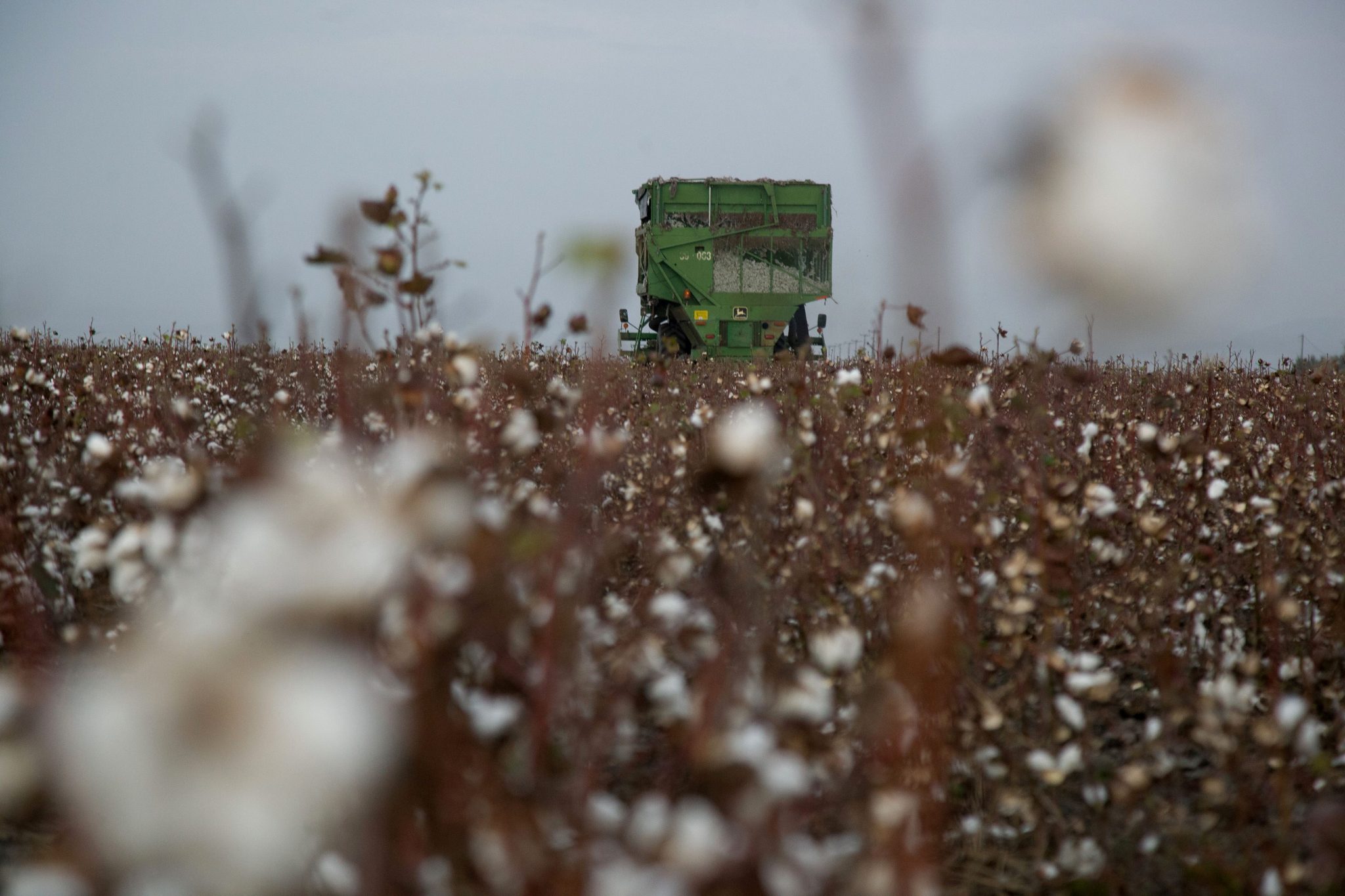Climate Crisis Takes Toll on Greek Cotton Production