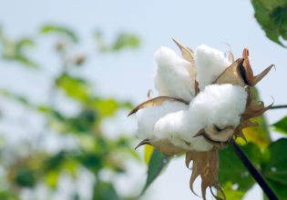 Βαμβάκι: Εφιαλτικό το σενάριο να «φύγει» από τον κάμπο της Θεσσαλίας