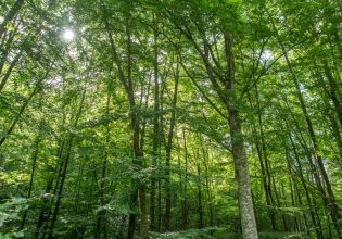 Ανησυχητική έρευνα Αμερικανών επιστημόνων:  «Τα δέντρα βήχουν αντί να αναπνέουν»