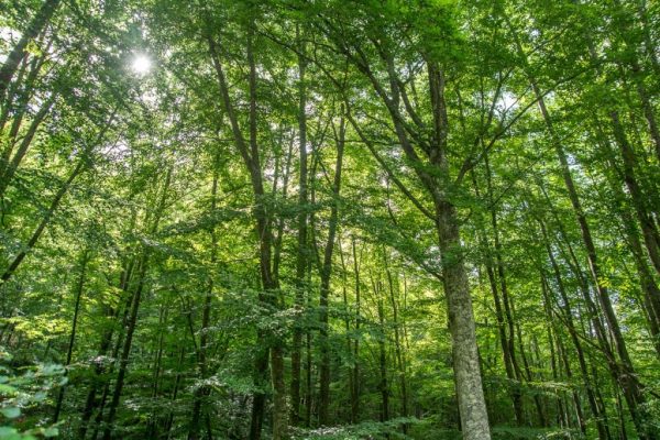 Ανησυχητική έρευνα Αμερικανών επιστημόνων:  «Τα δέντρα βήχουν αντί να αναπνέουν»