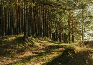 Ανακαλύφθηκε στη Βρετανία το παλαιότερο απολιθωμένο δάσος στη Γη