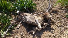 Ρόδος: Σοκαριστικές εικόνες με νεκρά ελάφια στο πάρκο Ροδινιού