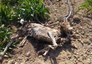 Ρόδος: Σοκαριστικές εικόνες με νεκρά ελάφια στο πάρκο Ροδινιού
