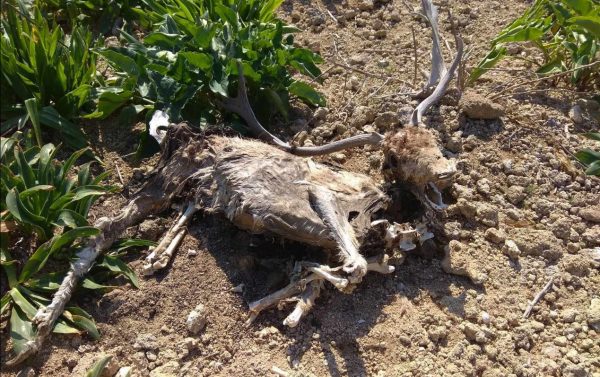 Ρόδος: Σοκαριστικές εικόνες με νεκρά ελάφια στο πάρκο Ροδινιού