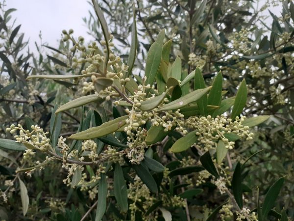 Ελιά: Αντιμετώπιση των προσβολών κατά την ανθοφορία