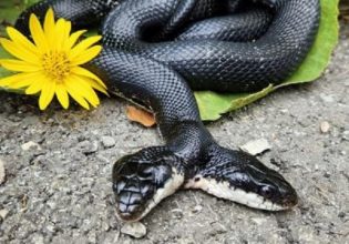 «Tiger-Lily»: Δικέφαλο φίδι υποβλήθηκε σε χειρουργική επέμβαση