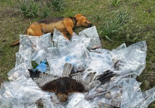 Θεσσαλία: 195 φόλες βρέθηκαν σε ορεινή περιοχή – Πέθαναν σκύλοι και άγρια πτηνά