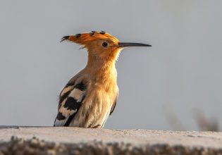 Αδελφοκτονία και κανιβαλισμός – Η μακάβρια ανατροφή των τσαλαπετεινών