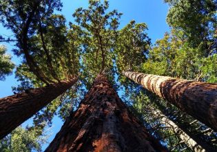 Γιγάντιες σεκόγιες: Τα μεγαλύτερα δέντρα του κόσμου βρήκαν φιλόξενη γη σε άλλη χώρα