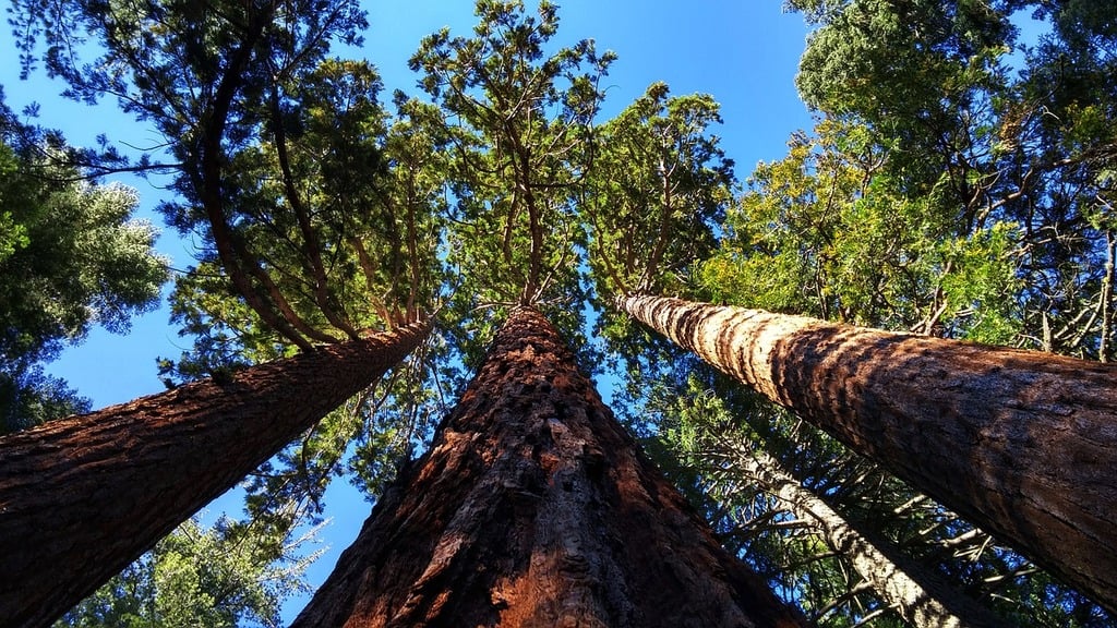Γιγάντιες σεκόγιες: Τα μεγαλύτερα δέντρα του κόσμου βρήκαν φιλόξενη γη σε άλλη χώρα