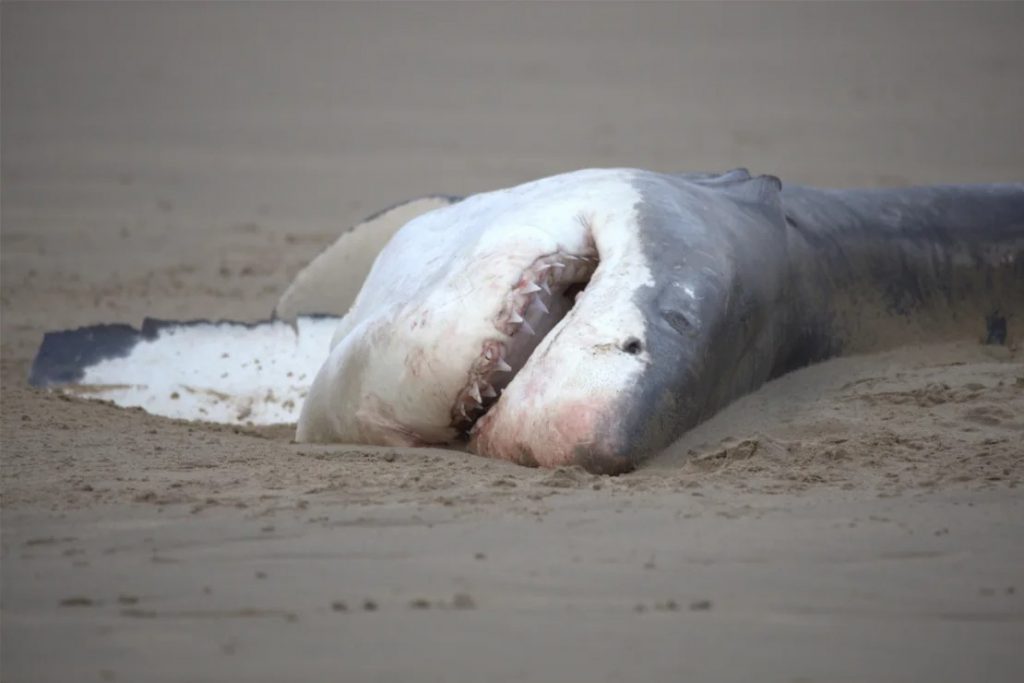 Ν.Αφρική: Μια μοναχική όρκα σκότωσε έναν λευκό καρχαρία σε λιγότερο από δύο λεπτά