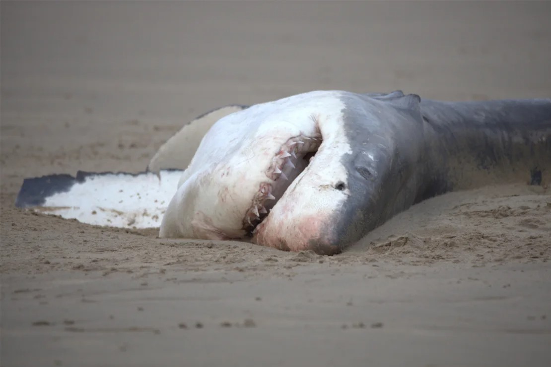 Ν.Αφρική: Μια μοναχική όρκα σκότωσε έναν λευκό καρχαρία σε λιγότερο από δύο λεπτά