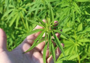 Γερμανία: Η κάνναβη νομιμοποιήθηκε, αλλά με όρους – Από πότε θα ισχύει ο νόμος