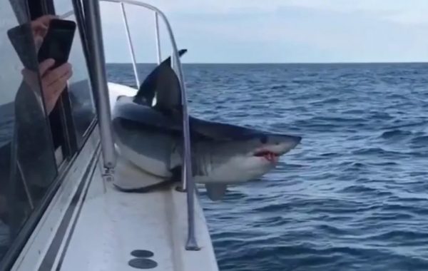 Καρχαρίας σκορπά τον τρόμο – Η στιγμή που κόλλησε σε βάρκα 