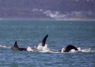 Απίστευτο βίντεο – Όρκα σκότωσε μόνη της έναν μεγάλο λευκό καρχαρία