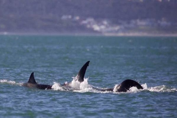 Απίστευτο βίντεο – Όρκα σκότωσε μόνη της έναν μεγάλο λευκό καρχαρία