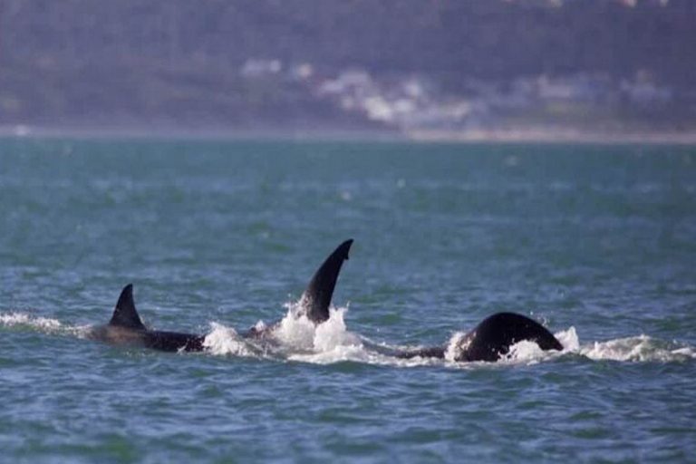 Απίστευτο βίντεο – Όρκα σκότωσε μόνη της έναν μεγάλο λευκό καρχαρία