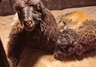 Κίνα: Kλωνοποιούν κατσίκες για να αυξήσουν τα εισοδήματα των κτηνοτρόφων