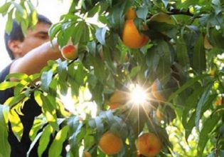 ΟΠΕΚΕΠΕ: Υποβολή παραστατικών για αυτόχθονες φυλές και ενστάσεων για Κομφούζιο