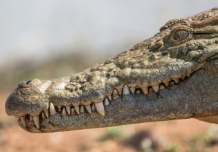 Τρομακτική επίθεση κροκόδειλου σε φύλακα ζωολογικού κήπου 