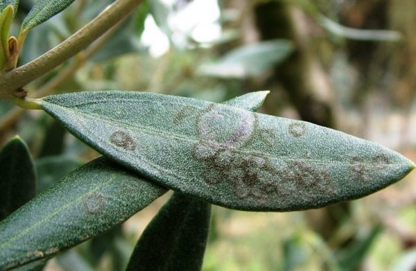 Ελιά: Πώς να αντιμετωπίσετε το κυκλοκόνιο – Ξεκίνησαν οι προσβολές