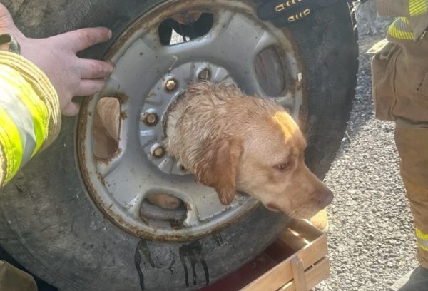 ΗΠΑ: Λαμπραντόρ σφήνωσε σε… ρεζέρβα και το έσωσαν πυροσβέστες