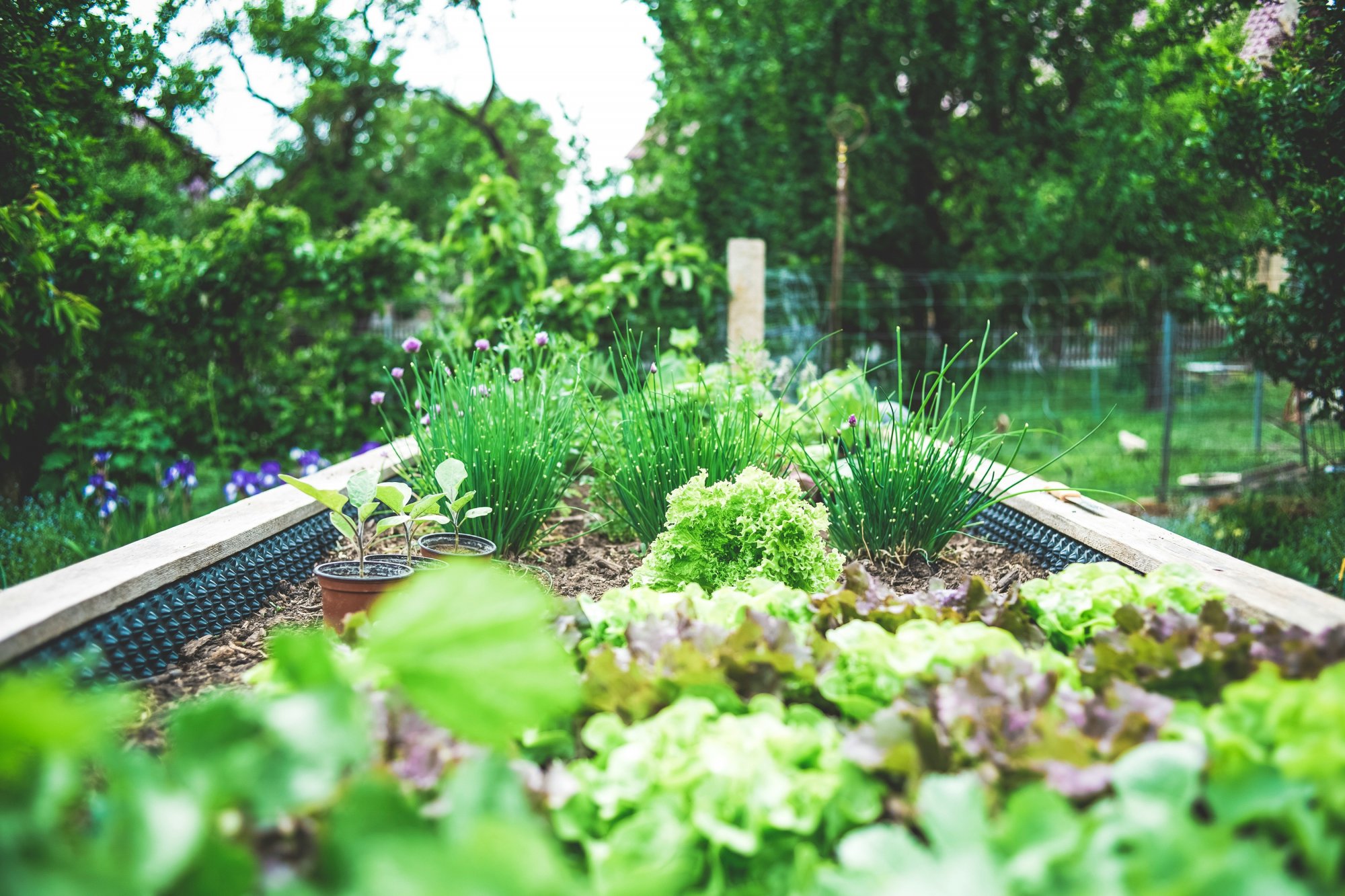 Πώς μια γυναίκα αύξησε την περιουσία της καλλιεργώντας λαχανικά στον κήπο της