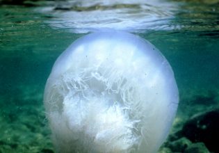 Μετά την μπλε και τη μοβ ήρθε η μέδουσα-γίγας