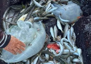 Συναγερμός στη Ρόδο: Εντοπίστηκαν μέδουσες της Ερυθράς Θάλασσας με διάμετρο 1 μέτρο